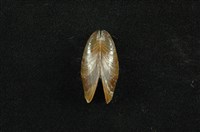 藏品(河殼菜蛤(沼蛤))的圖片